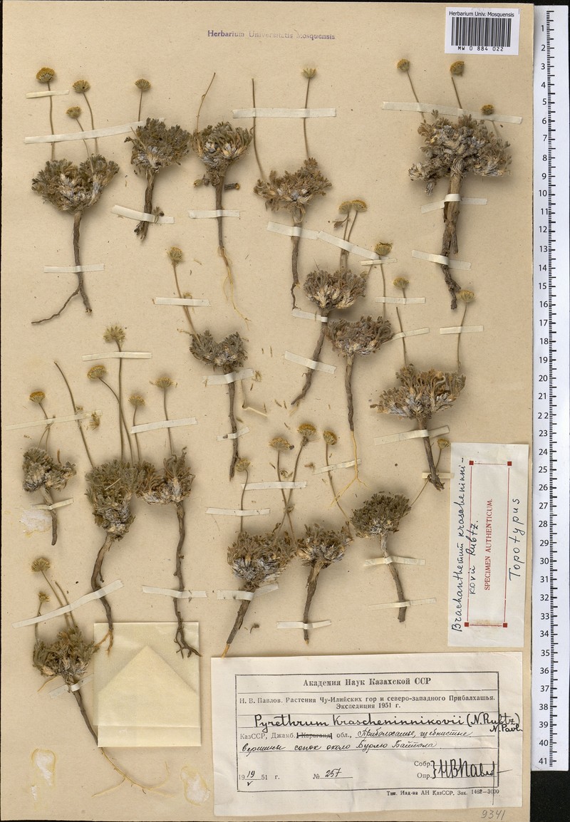 Cancriniella krascheninnikovii photo 7