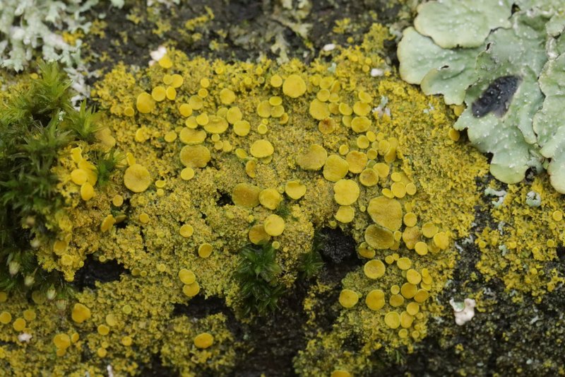 Lemon Lichen