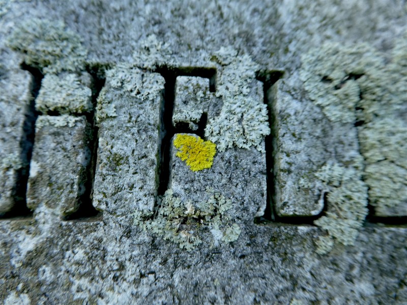 Lemon Lichen photo 2
