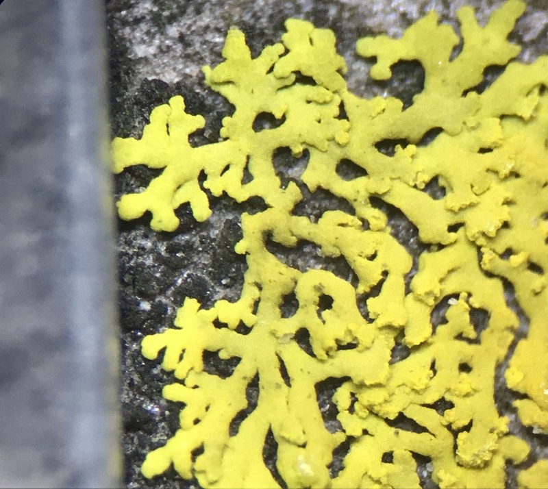 Lemon Lichen photo 3