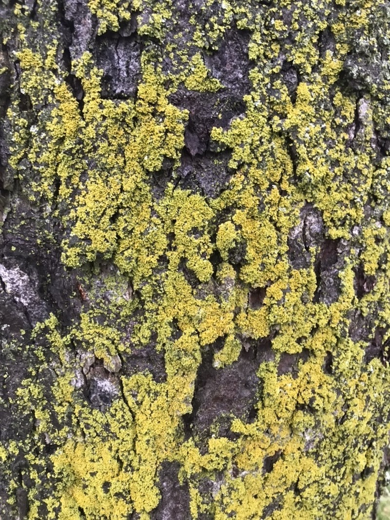 Lemon Lichen photo 4