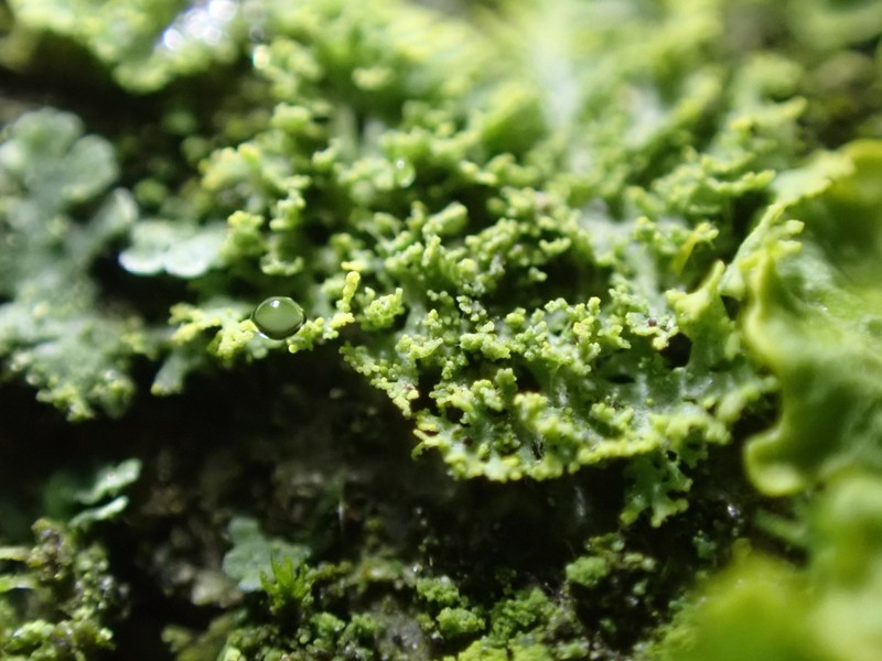 Lemon Lichen photo 5