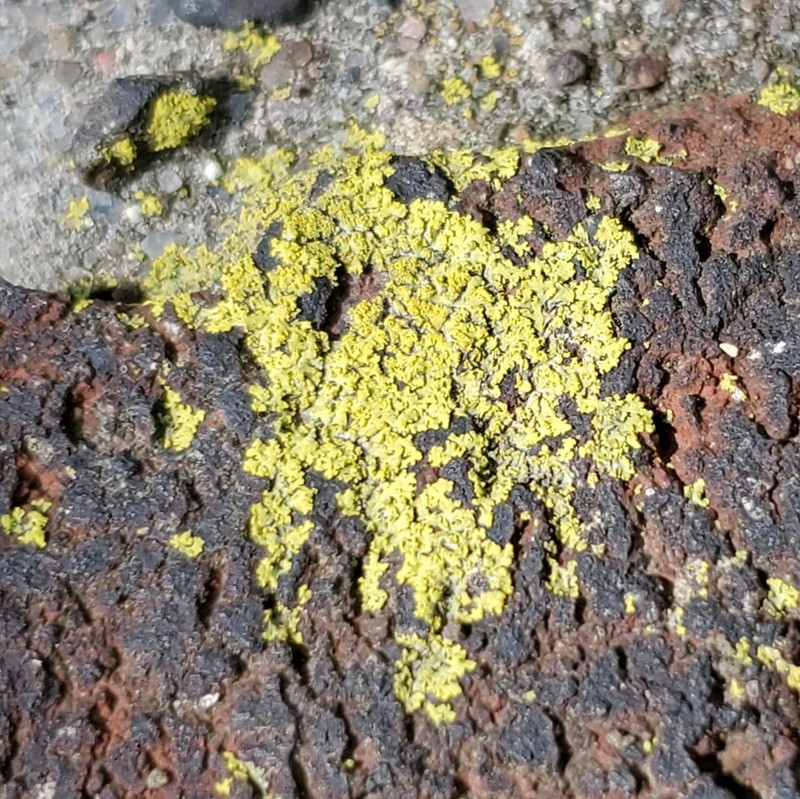Lemon Lichen photo 6