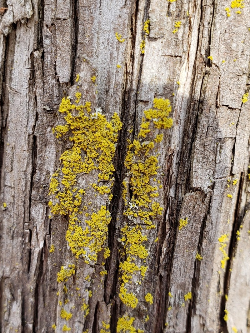 Lemon Lichen photo 7