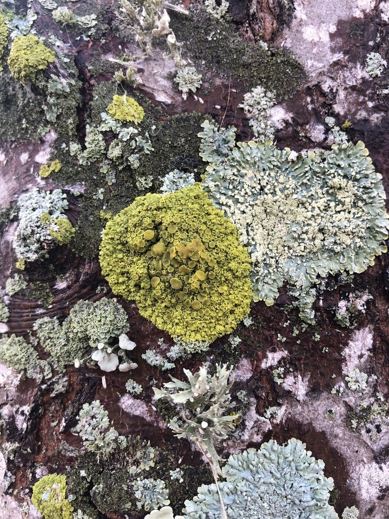 Lemon Lichen photo 2