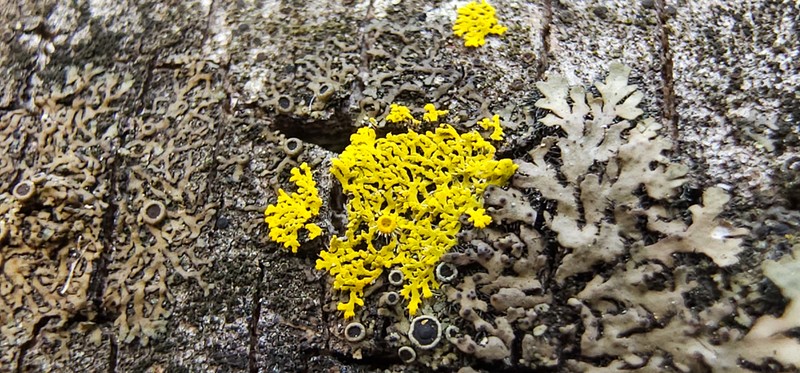 Lemon Lichen photo 3