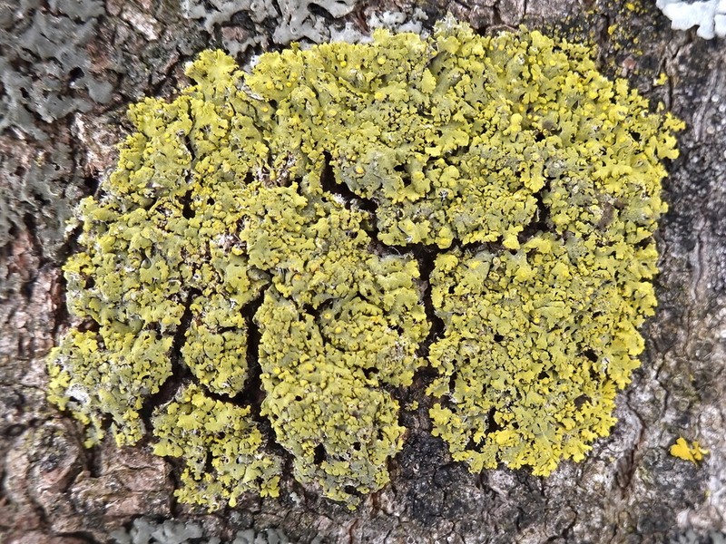 Lemon Lichen photo 4