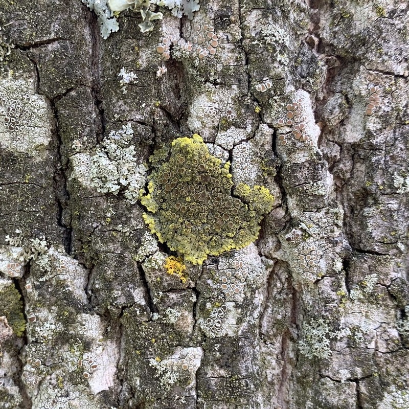 Lemon Lichen photo 5