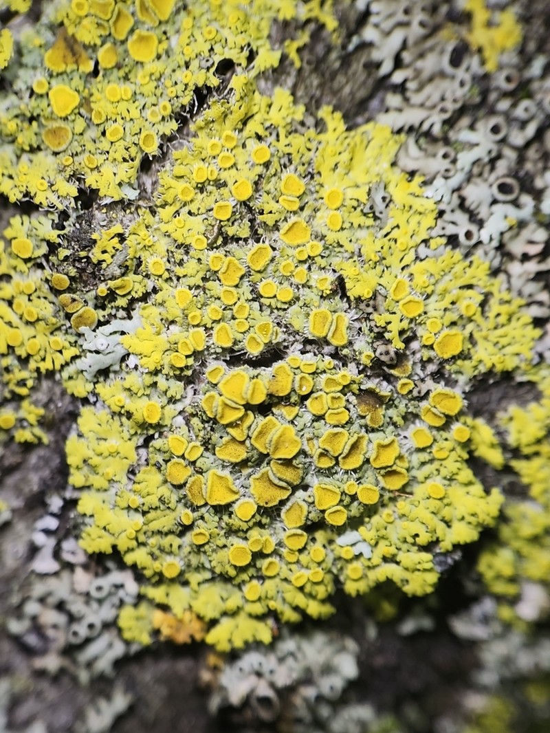Lemon Lichen photo 6