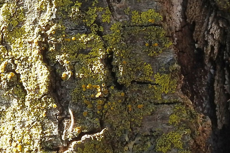 Lemon Lichen photo 7
