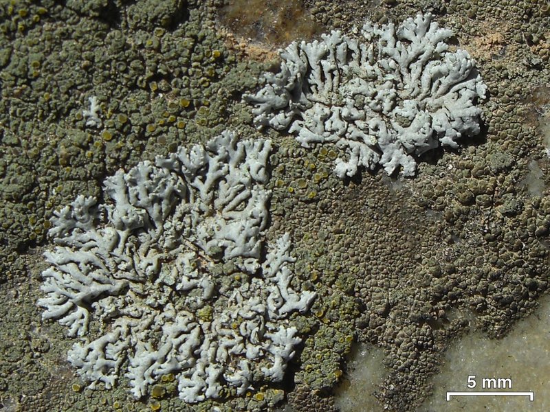 Pussytoes Eggyolk Lichen