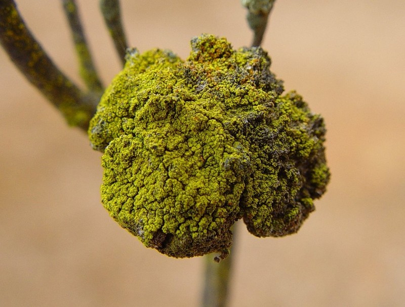 Pussytoes Eggyolk Lichen photo 2