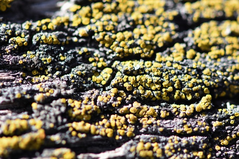 Pussytoes Eggyolk Lichen photo 3
