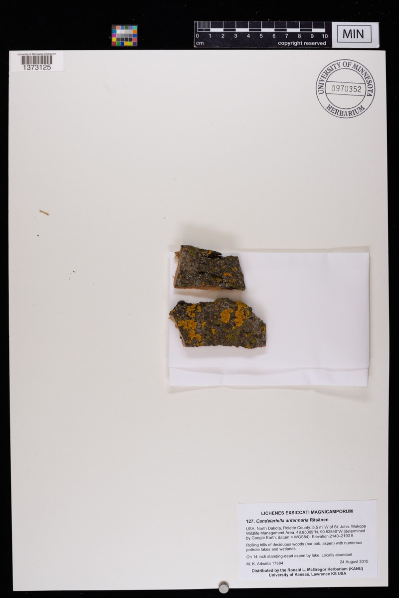 Pussytoes Eggyolk Lichen photo 5