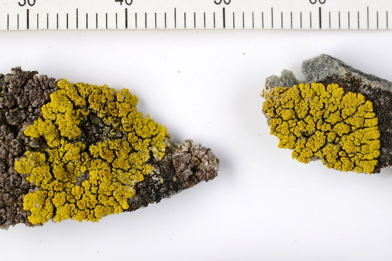 Arctic Eggyolk Lichen