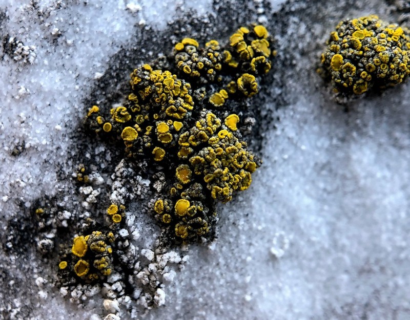 Eggyolk Lichen photo 3