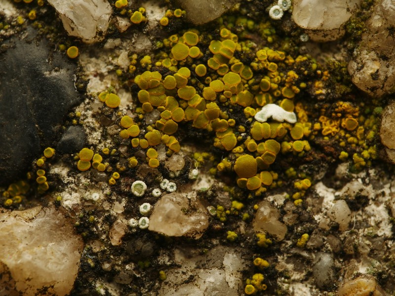 Eggyolk Lichen photo 4