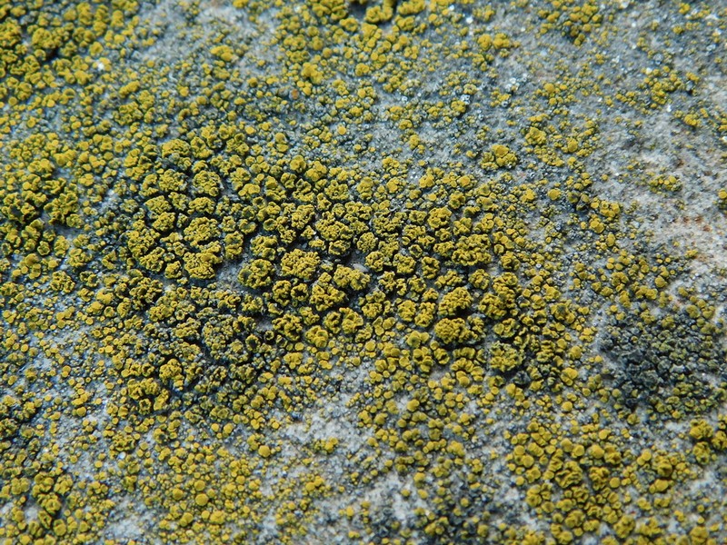 Eggyolk Lichen photo 5