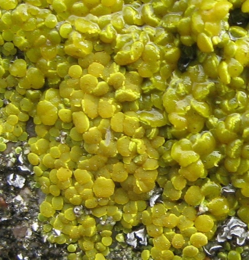 Eggyolk Lichen photo 6