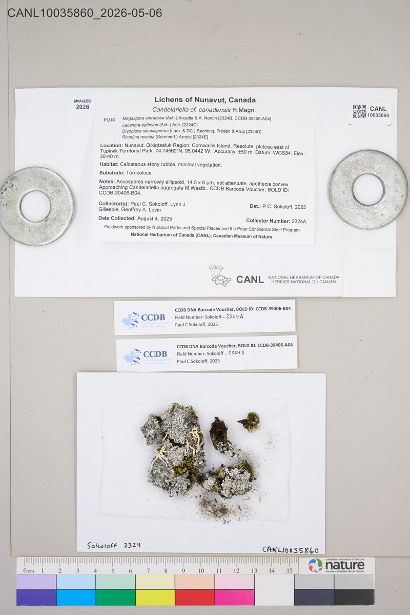 Canada Eggyolk Lichen