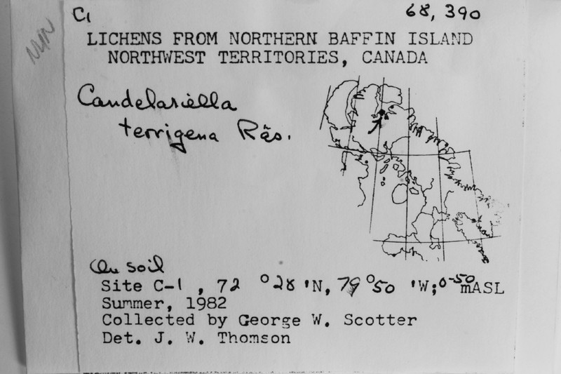Canada Eggyolk Lichen photo 5