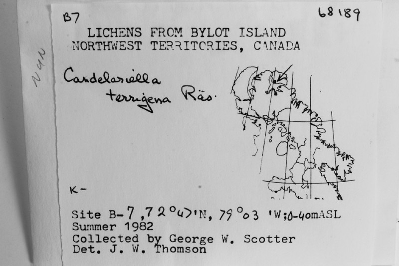 Canada Eggyolk Lichen photo 7