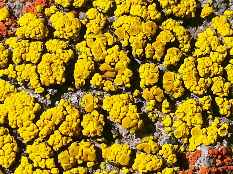 Eggyolk Lichen