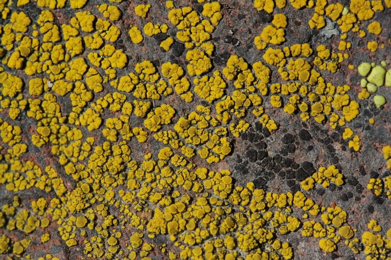 Eggyolk Lichen