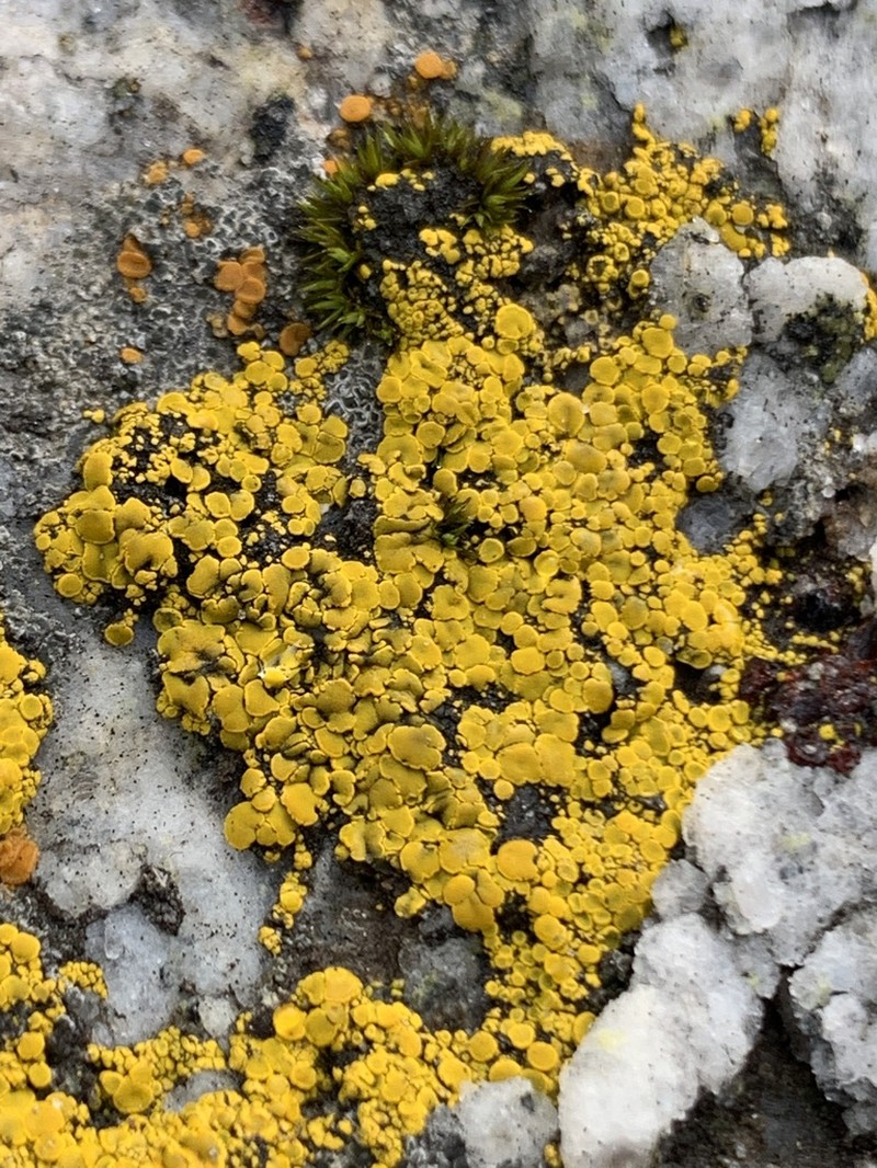 Eggyolk Lichen photo 2