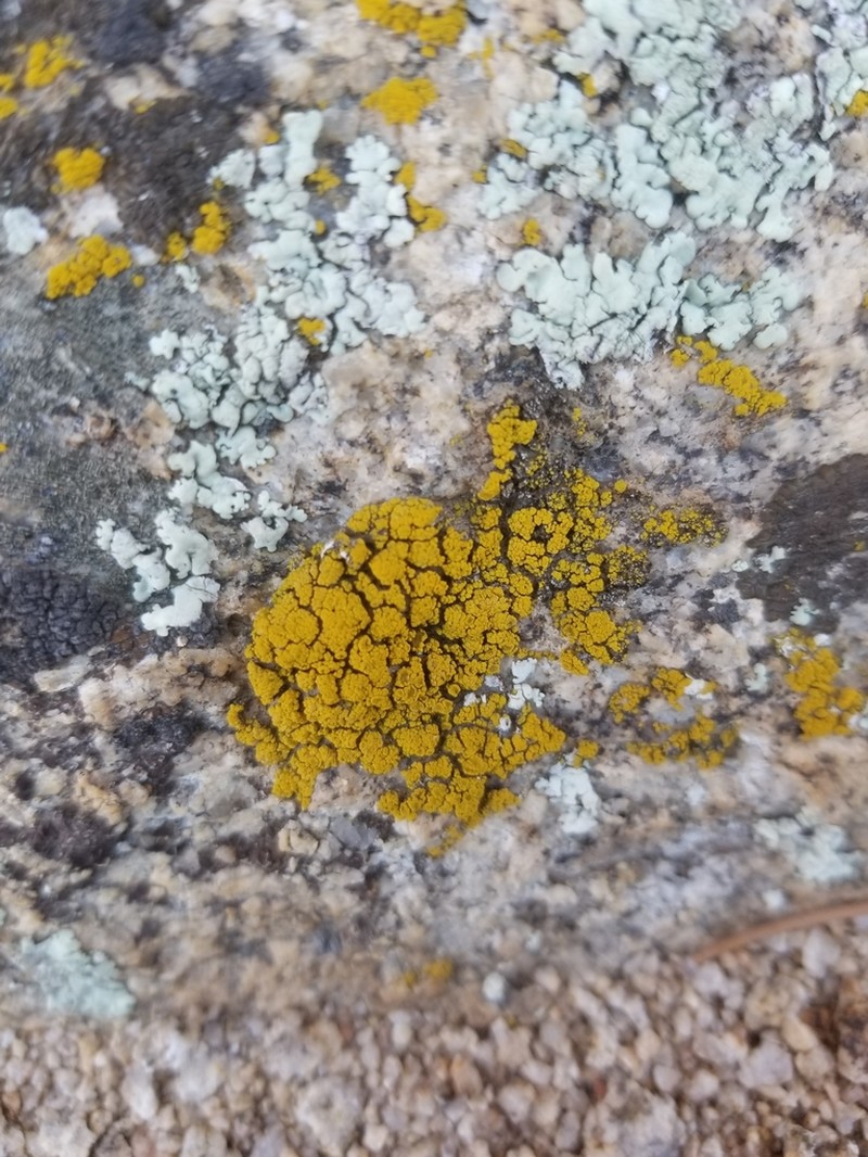 Eggyolk Lichen photo 4