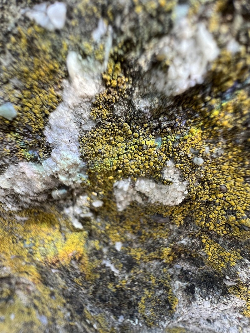 Eggyolk Lichen photo 6