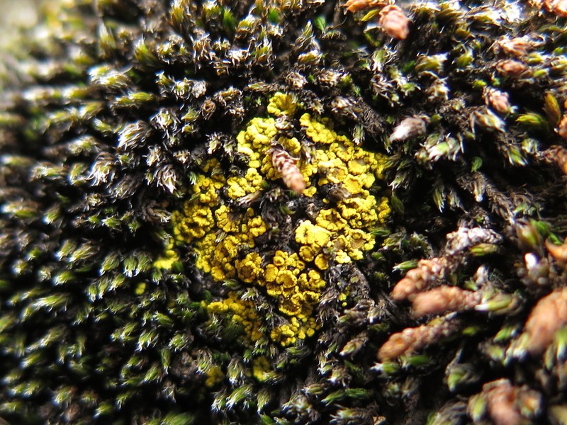 Eggyolk Lichen photo 7