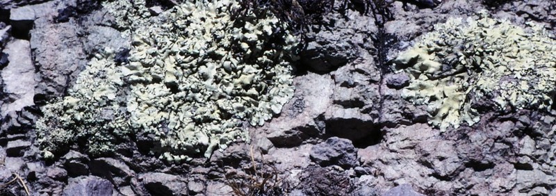 Eggyolk Lichen photo 8