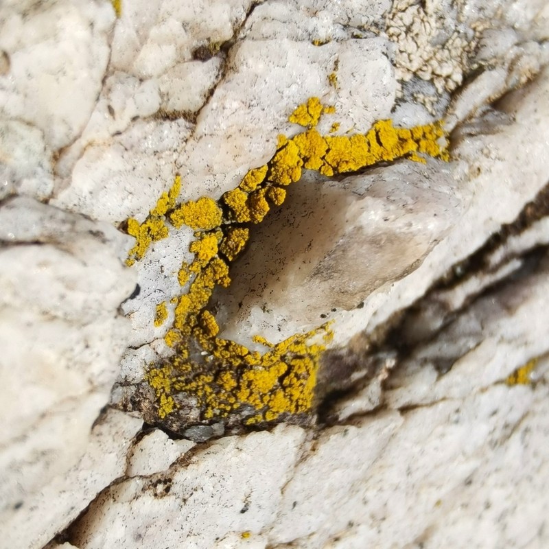 Candelariella coralliza photo 2