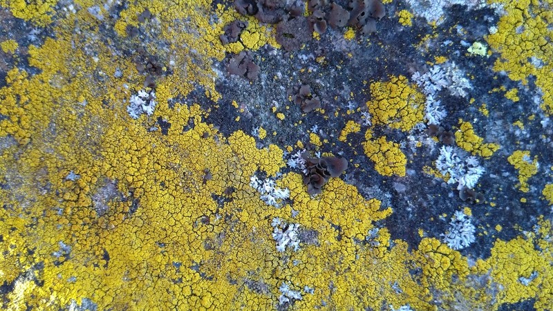 Candelariella coralliza photo 3