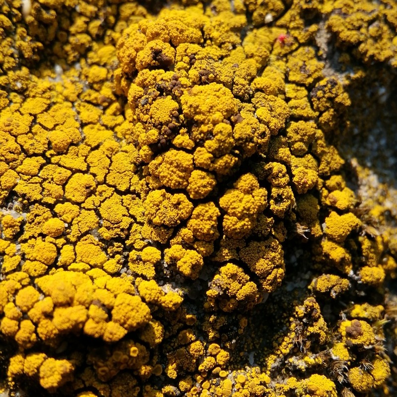 Candelariella coralliza photo 5