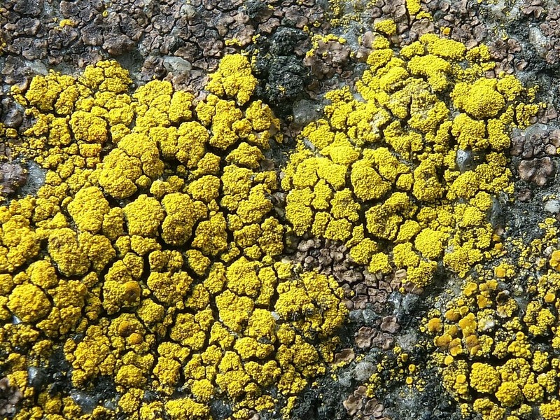 Candelariella coralliza photo 6