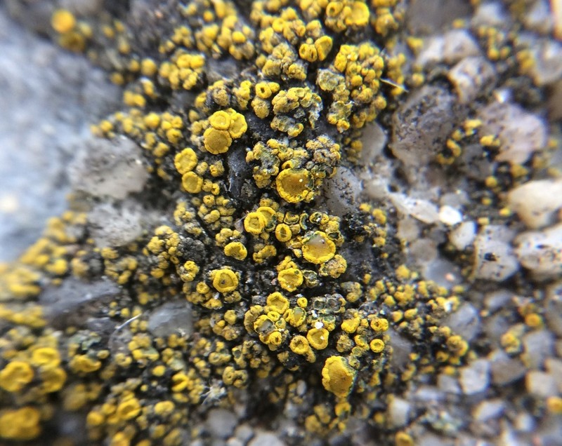 Deflexed Eggyolk Lichen