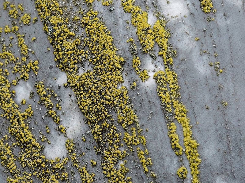 Deflexed Eggyolk Lichen photo 6