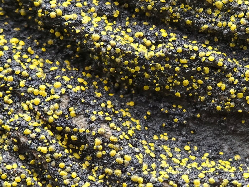 Deflexed Eggyolk Lichen photo 7