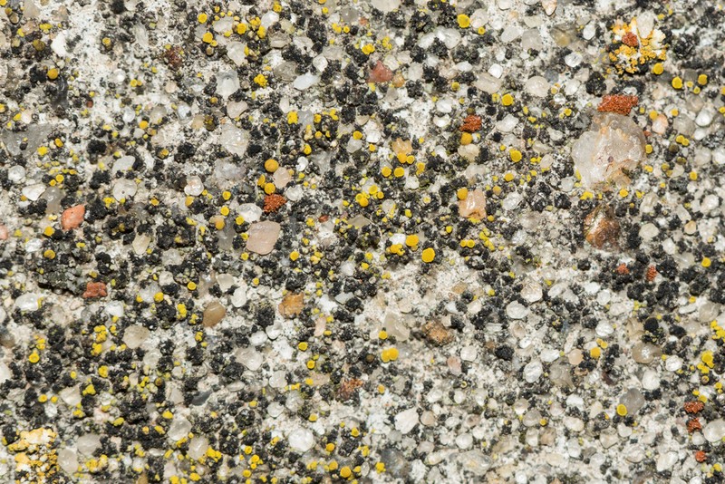 Deflexed Eggyolk Lichen photo 8