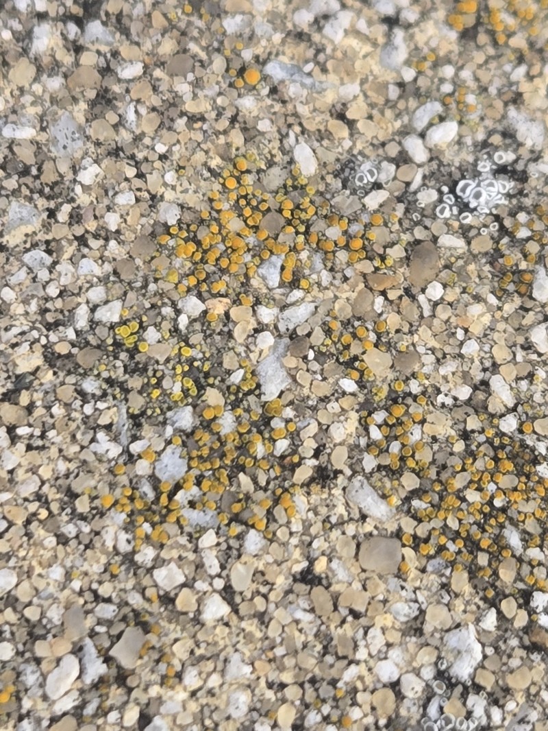 Dispersed Eggyolk Lichen