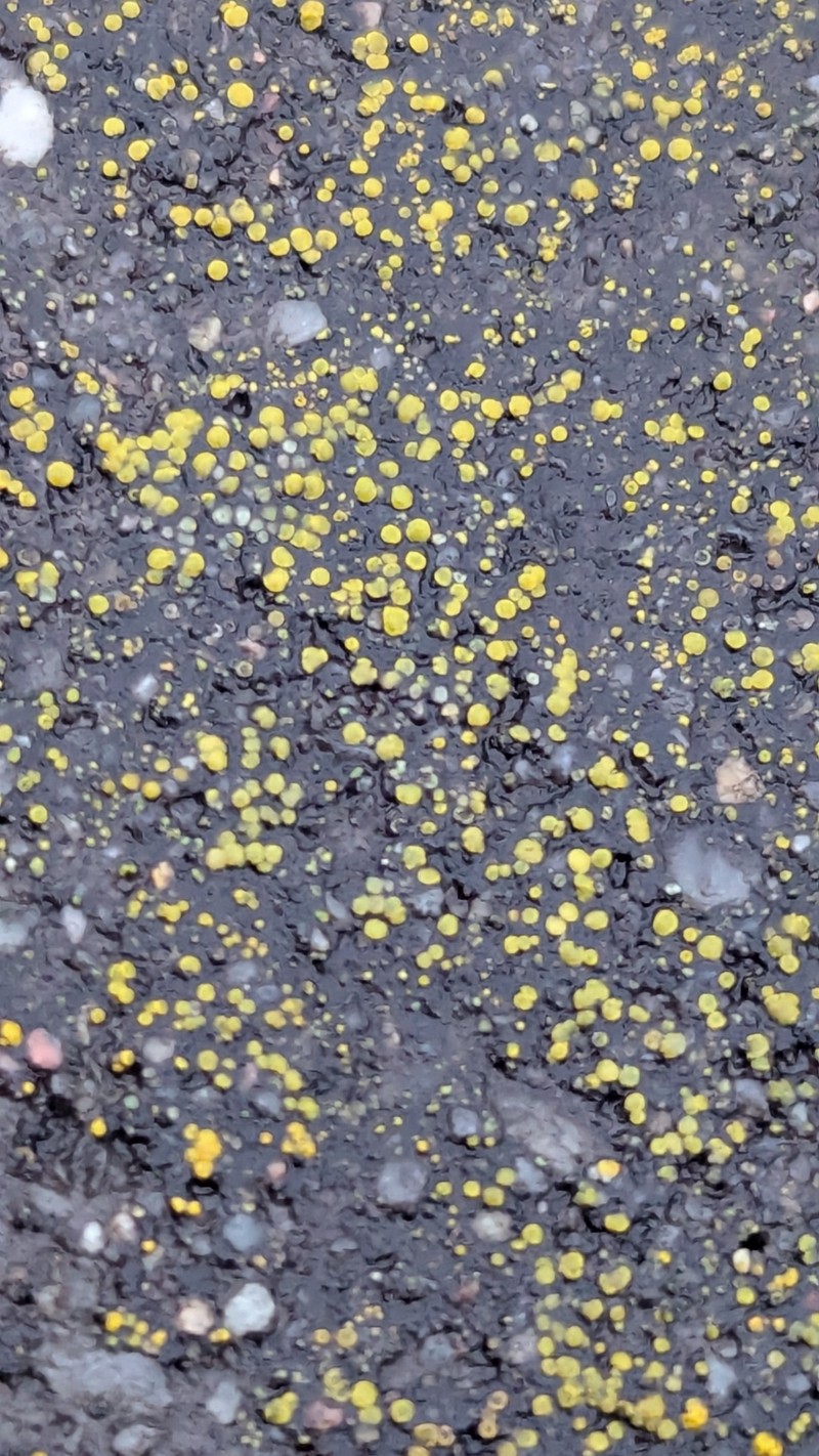 Dispersed Eggyolk Lichen photo 2