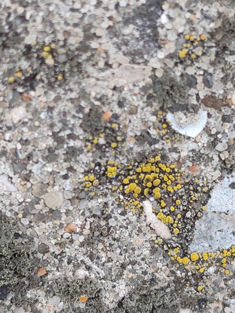 Dispersed Eggyolk Lichen photo 5
