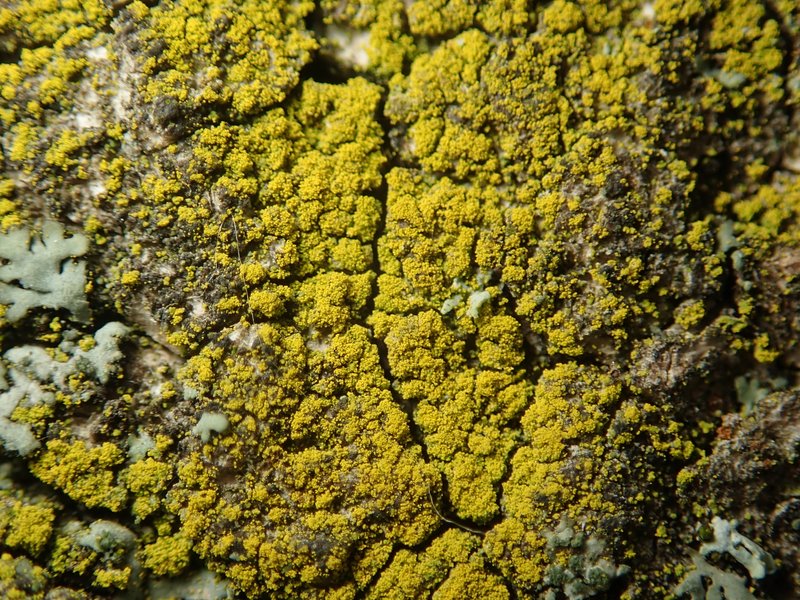 Eggyolk Lichen