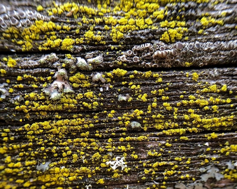 Eggyolk Lichen photo 2