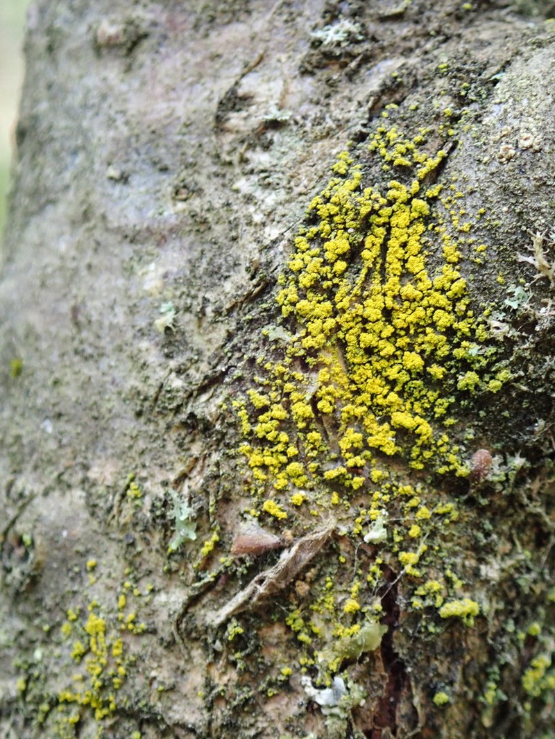 Eggyolk Lichen photo 3