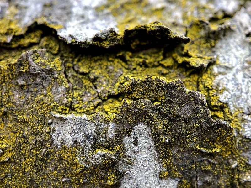 Eggyolk Lichen photo 4