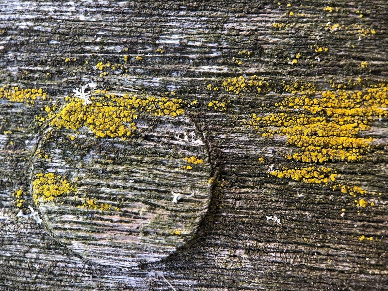 Eggyolk Lichen photo 5
