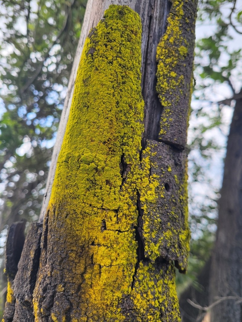 Eggyolk Lichen photo 6